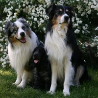 Hundsidan